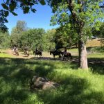 1- Hour Trail Ride- PMLA Property Owners